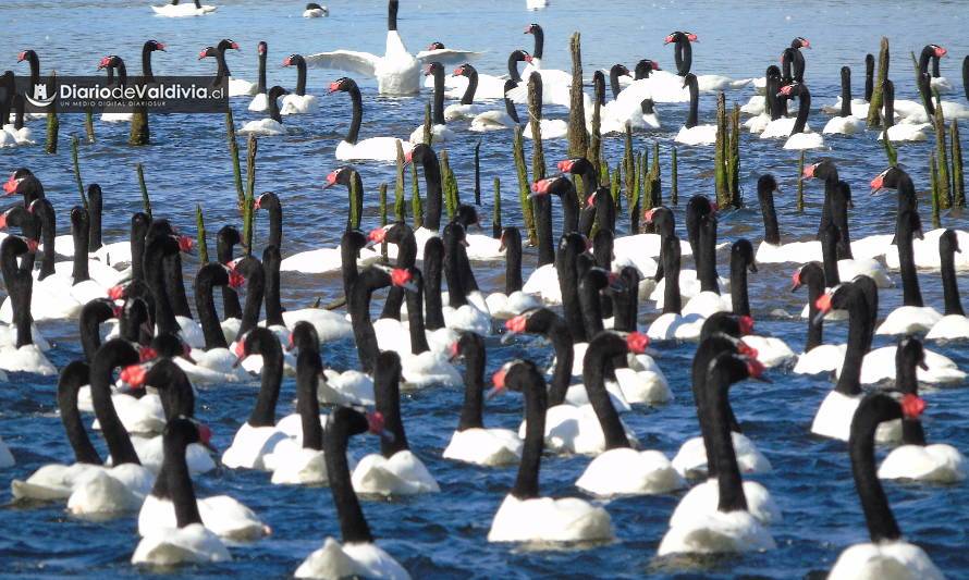 Contabilizan más de 21 mil cisnes de cuello negro en Santuario de la Naturaleza Río Cruces y Chorocamayo