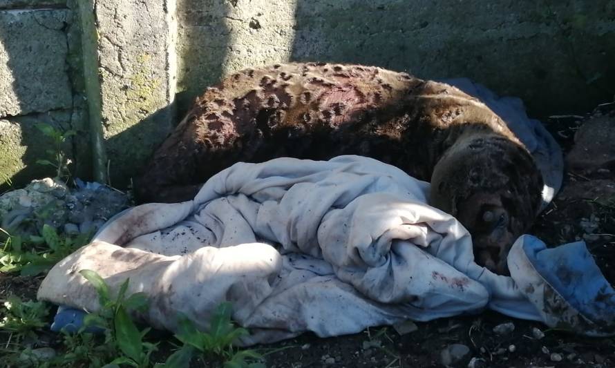 Valdivia: Encuentran lobo marino herido en la vía pública