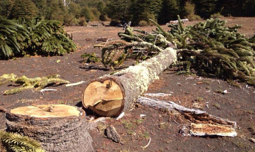Pena de cárcel y multas más altas proponen para combatir tala ilegal de bosque nativo