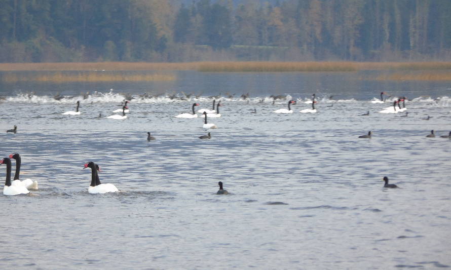 Nuevo aumento: Contabilizan más de 22 mil cisnes de cuello negro en Santuario de la Naturaleza
