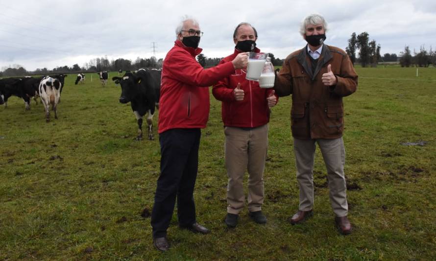“VQP”: Vacas Que Pastorean será el nuevo sello de la leche de la Región de Los Lagos