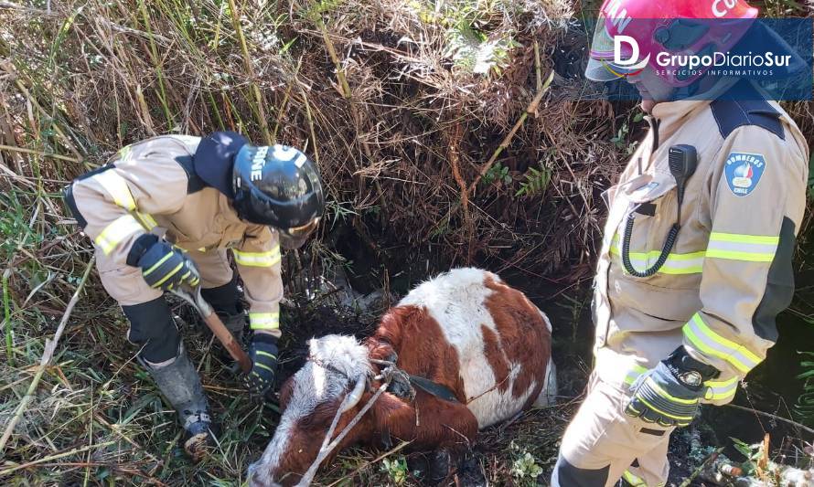 Curriñe: Alarma de bomberos por animal en un pozo