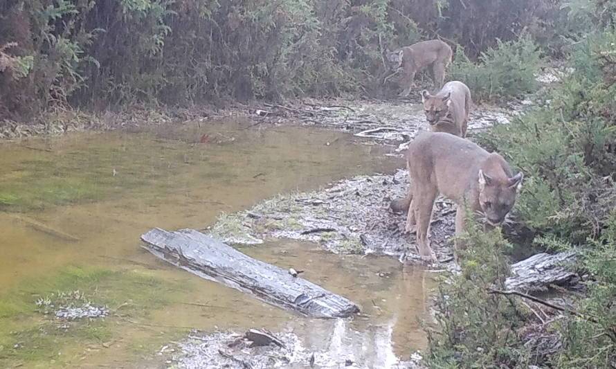 Cámaras captan a familia de pumas en Parque Alerce Costero
