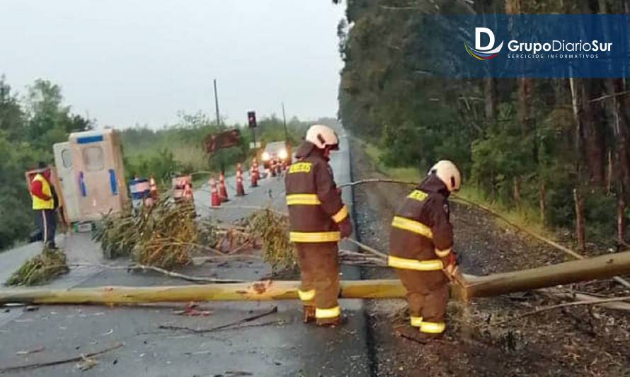 Bomberos despejaron la ruta Nontuelá-El Llolly por caída de árbol