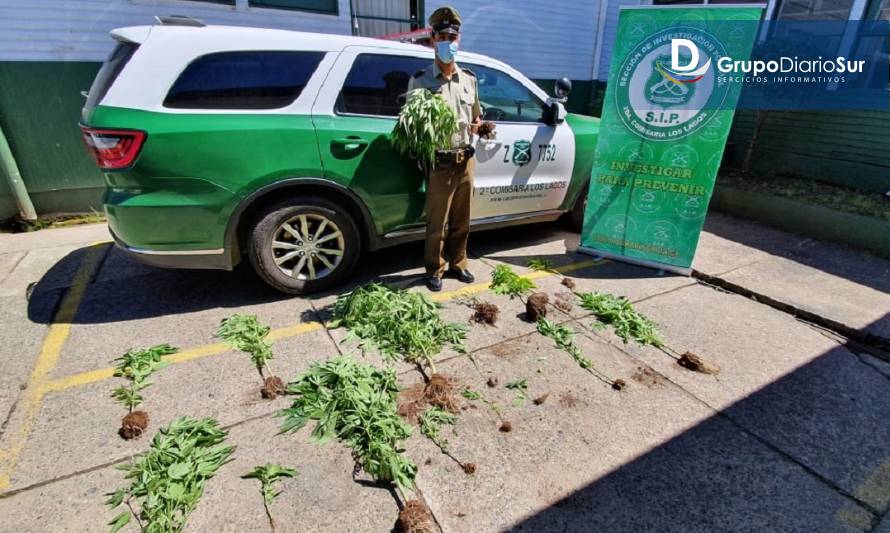 Un detenido por mantener cultivo de marihuana en Los Lagos