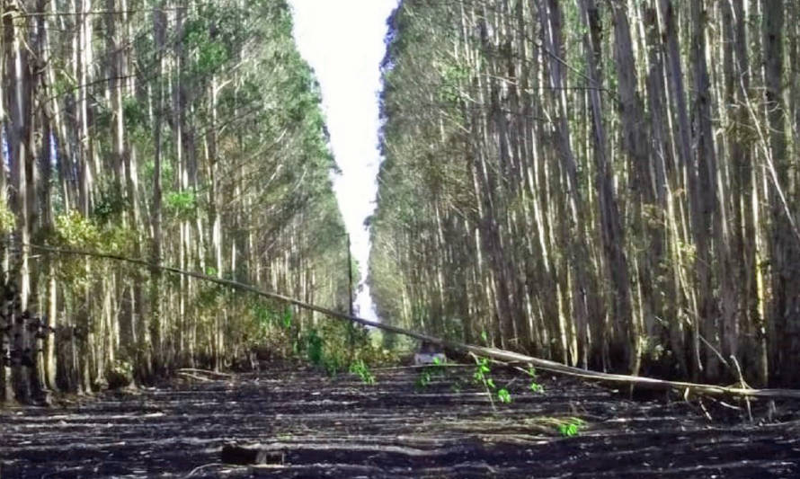 [ACTUALIZACIÓN] Caída de árbol cortó línea eléctrica de Socoepa