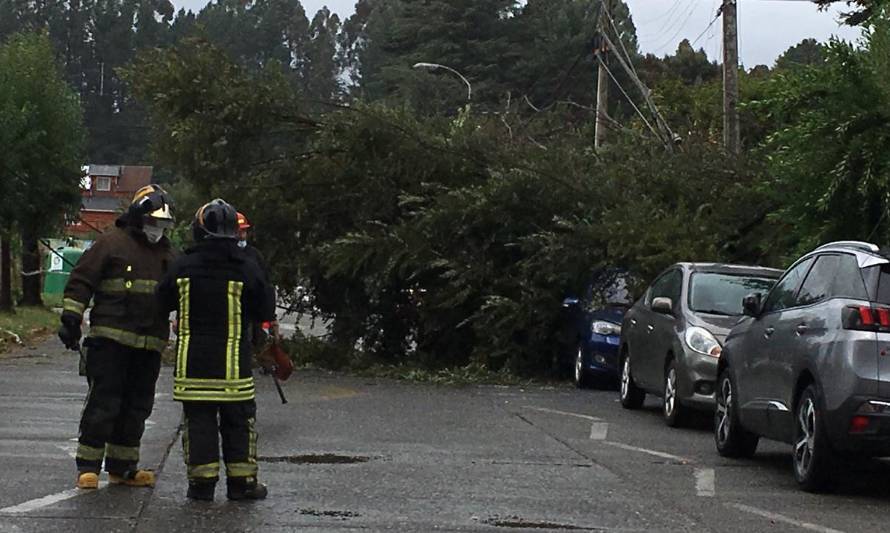 Los Lagos: Daños parciales sufrió vehículo aplastado por un árbol