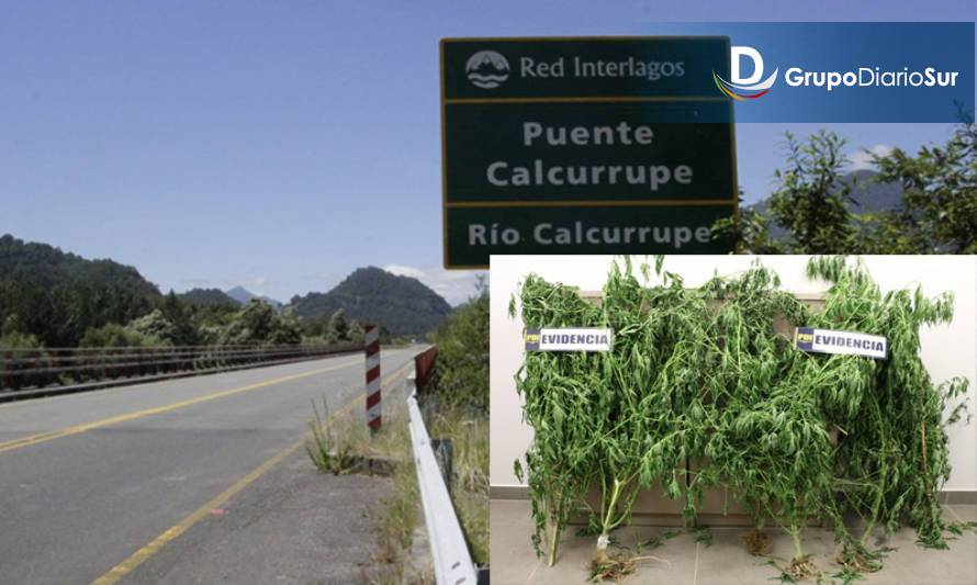Descubren cultivo de marihuana en zona rural de Lago Ranco