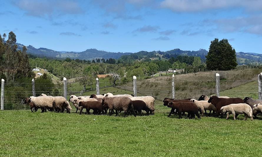 INIA Remehue entrega recomendaciones para la producción ovina en otoño-invierno