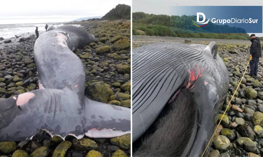 Una ballena azul varó en playa de Chaitén, Región de Los Lagos