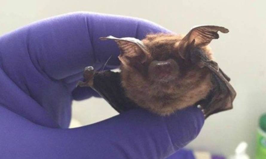 Vacunarán a mascotas en Valdivia tras detectar murciélago portador de rabia 