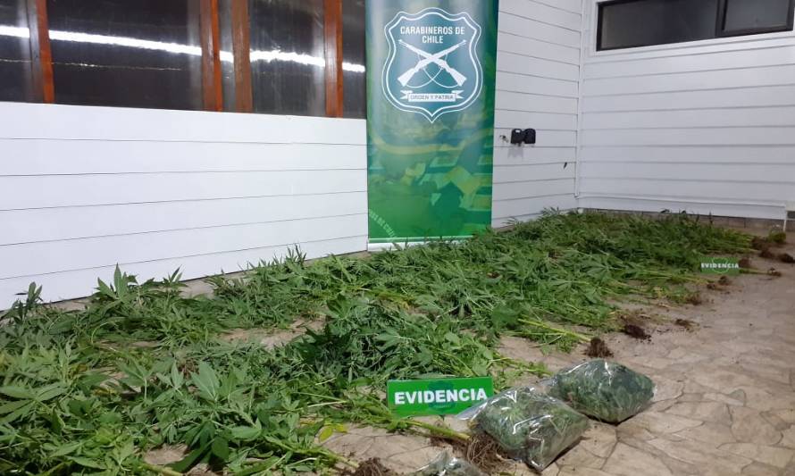 La Unión: Decomisan 77 plantas de marihuana en el sector de Choroico