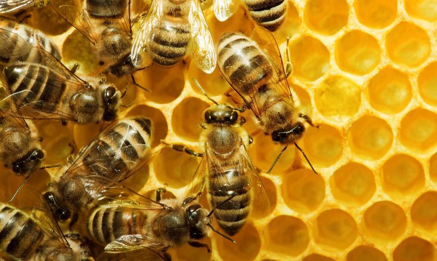 Día Mundial de las Abejas: ¿Cómo podemos ayudarlas en su tarea?