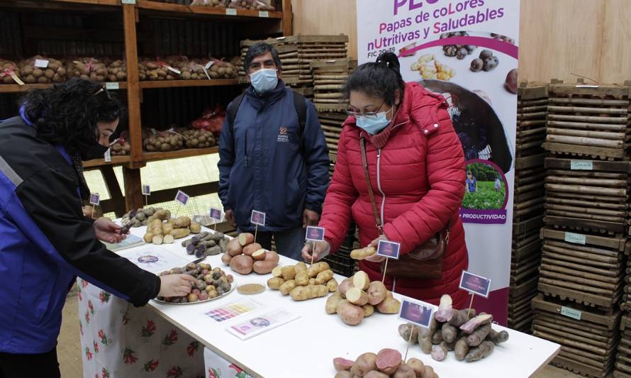 Representantes de la Agricultura Familiar Campesina conocieron ventajas culinarias de papas nativas