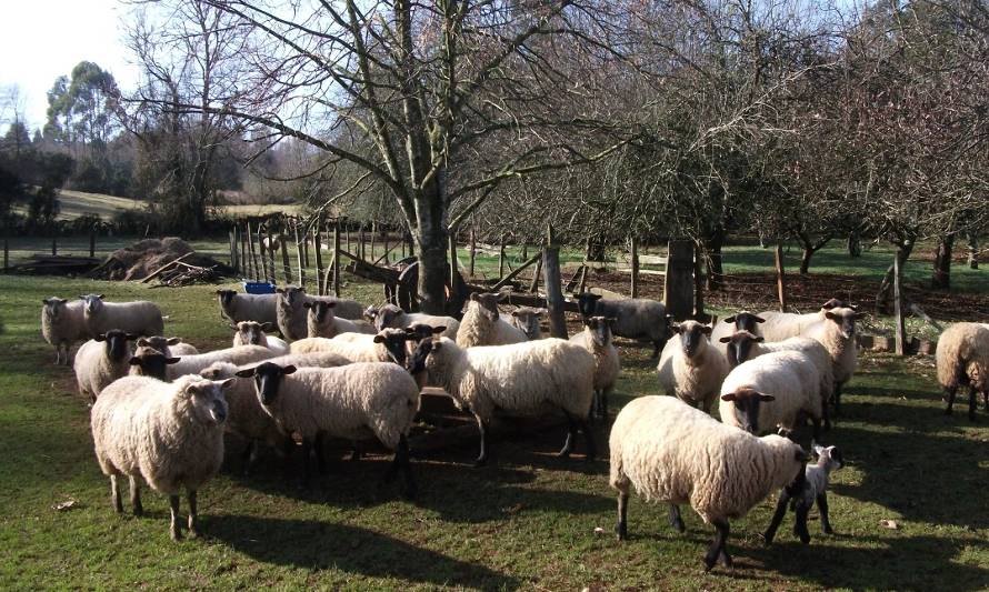 Generan iniciativas para diferenciar y agregar valor al rubro ovino en Los Ríos