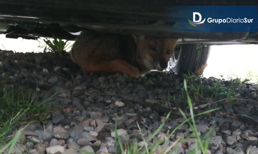 Futroninos rescataron a zorrito acosado por perros