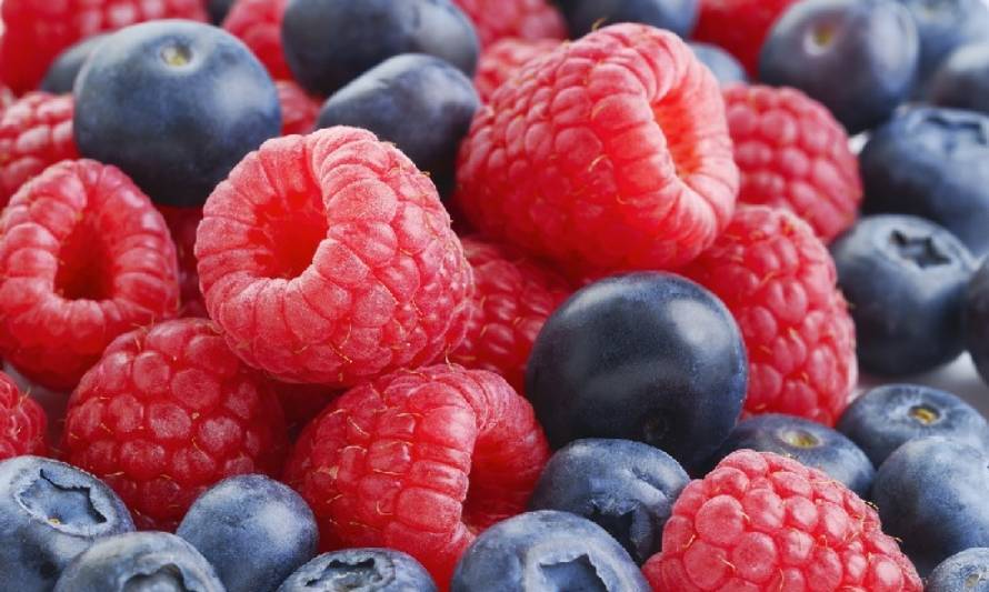 ProChile Los Ríos abre oportunidades para emprendedores de Berries en India y Dubai