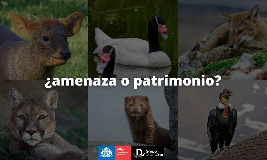 Este viernes en vivo: Expertos del SAG analizan mitos y verdades sobre fauna silvestre regional