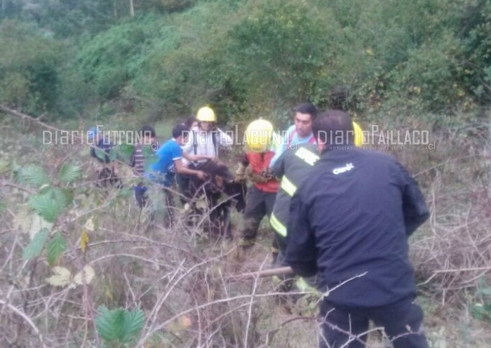 Bomberos rescataron a ternero que llevaba tres días atrapado en un pantano