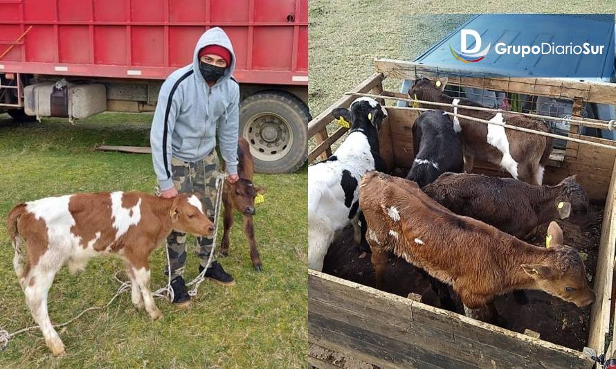 Comunidad mapuche de Maihue gestionó entrega de terneros en sectores rurales