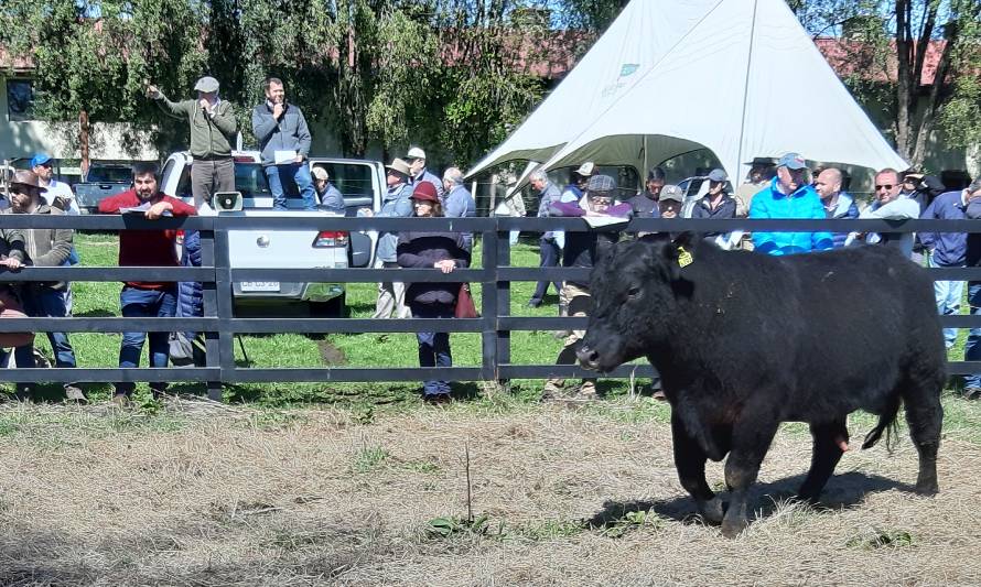 Día del Toro: El próximo viernes 8 de octubre se realizará remate especial de reproductores en la feria Fegosa de Purranque 