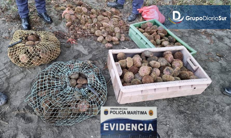 Detectan extracción ilegal de erizos en Mariquina