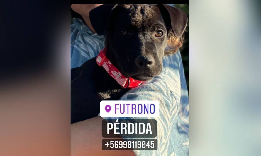 Familia futronina busca a perrita "Branca" de sólo 3 meses 