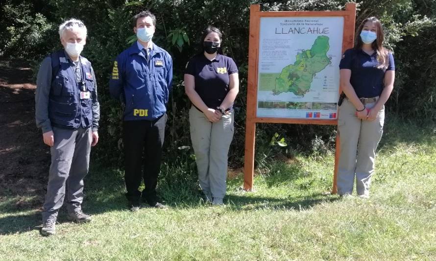 Detienen a 2 sujetos por tala no autorizada en Santuario de la Naturaleza de Llancahue