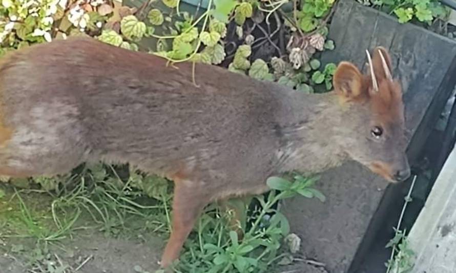 Los Molinos: pudúes en riesgo se acercan cada vez más a zonas habitadas