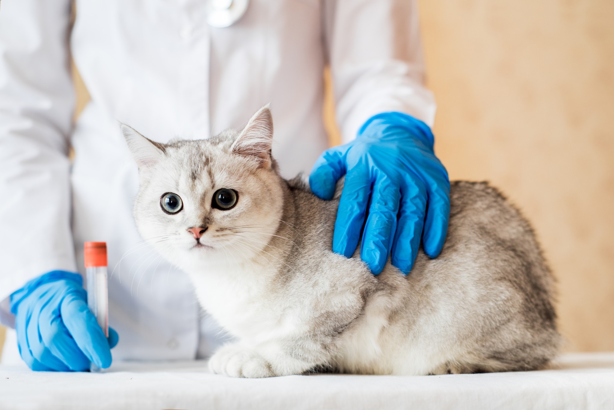 Medicina veterinaria: todo lo que debes saber sobre esta profesión 