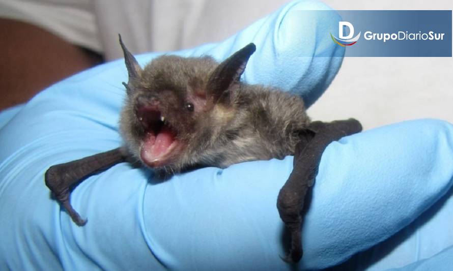 En Valdivia detectan el primer caso del año de murciélago con rabia