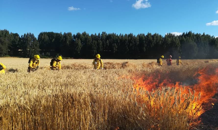 Brigadistas de CONAF Los Ríos han combatido a la fecha 76 incendios