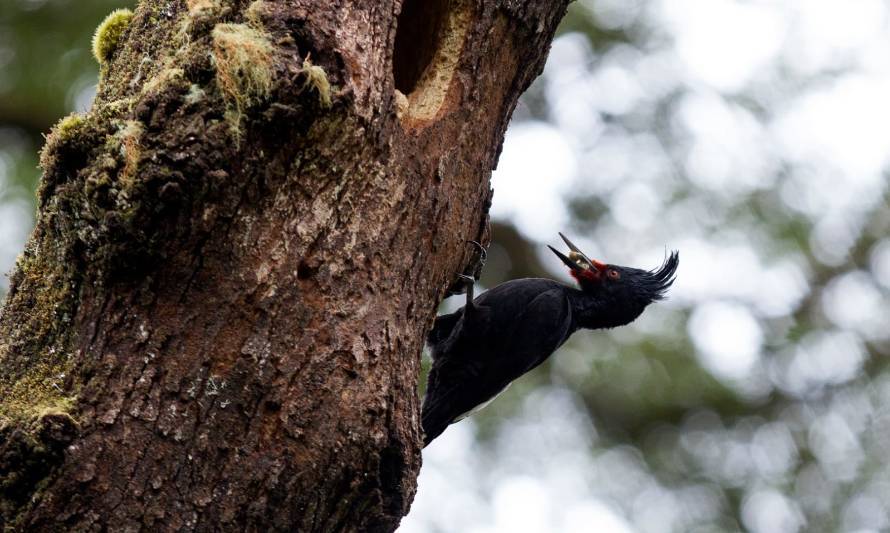 Aves Valdivia realizará ciclo de talleres online sobre la vocalización de diez especies locales