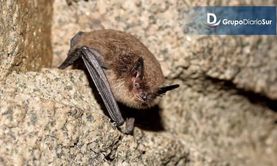 Informan caso de murciélago con rabia en Valdivia