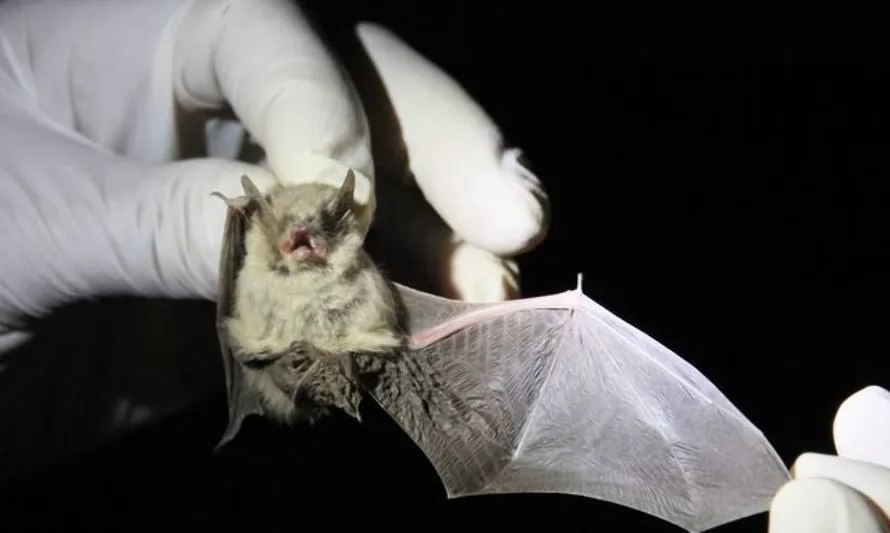 Confirman quinto caso de murciélago con rabia en Los Ríos