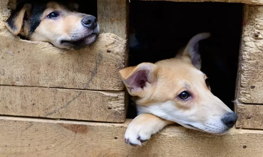 Estudiantes de Panguipulli fabrican hogares para perros a partir de material reciclado 