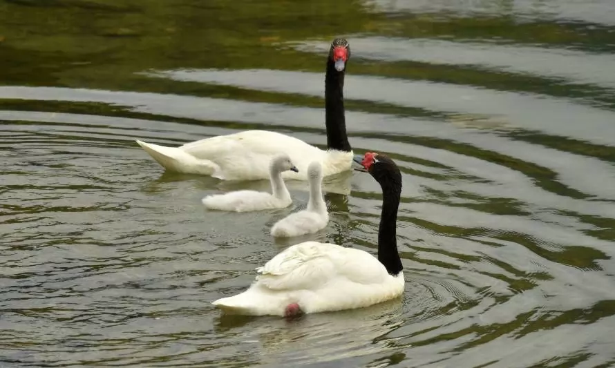 Alerta por disminución de cisnes de cuello negro en Santuario de la Naturaleza