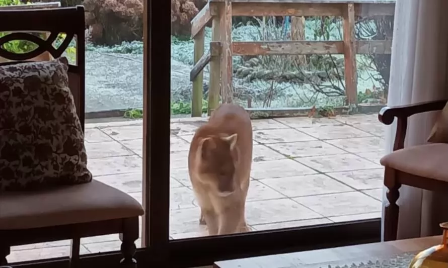 Familia sorprende a puma paseando por el interior de su patio
