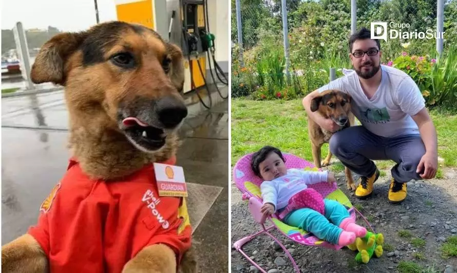 Qué fue de Guardián, el perro que atendía un servicentro en el sur de Chile