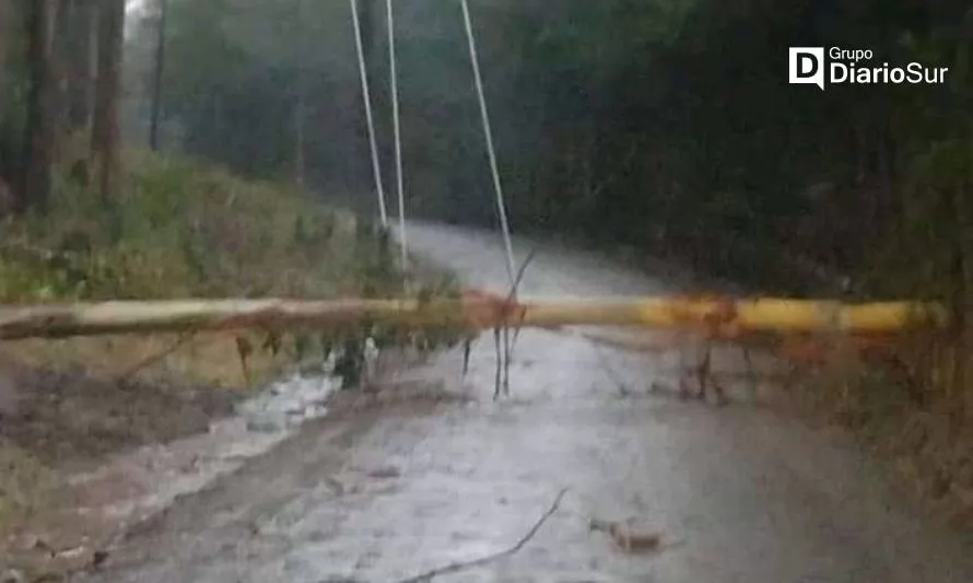 Reportan caída de árboles en sector Loncopan