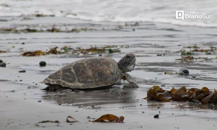 Liberaron a tortuga que fue encontrada en la costa de Valdivia