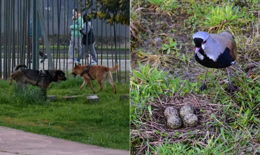 Advierten que perros sin supervisión afectan fauna silvestre en parque de Valdivia