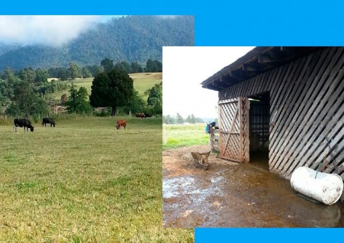 Agricultor futronino sufre segundo robo de animal en 12 meses