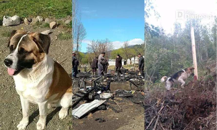 “Justicia para mis dos perritos”: lloran la pérdida de mascotas en incendio