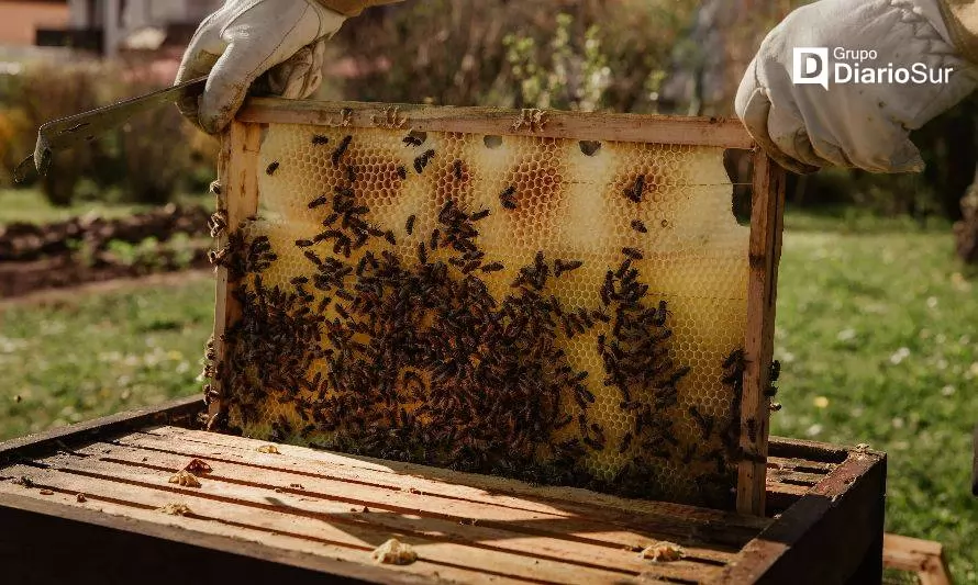 Diputados solicitan destinar mayores recursos en favor de apicultores