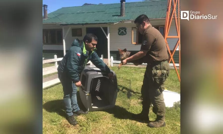 Encuentran a pudú herido en Riñinahue, comuna de Lago Ranco