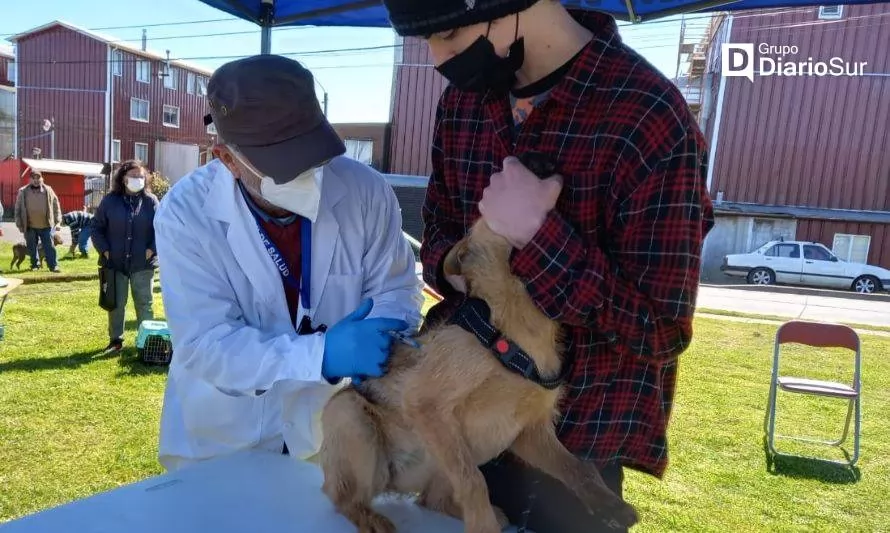 Este jueves 20 vacunación antirrábica para mascotas en Futrono