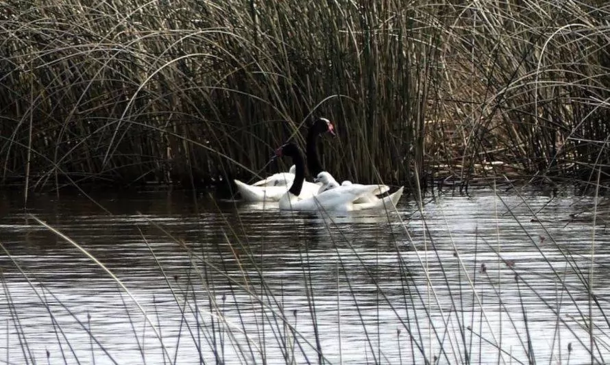 Pequeños cisnes de cuello negro: la tierna postal que acompaña a Valdivia en primavera