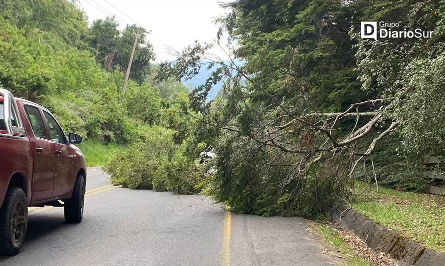 Precaución: reportan caída de árbol sobre ruta Llifén-Calcurrupe