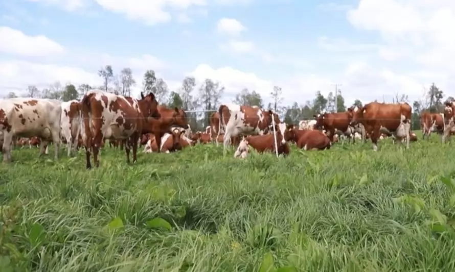 Realizaron jornada sobre ganadería regenerativa en Río Bueno